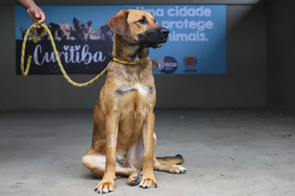 Adoção de cachorros em Curitiba