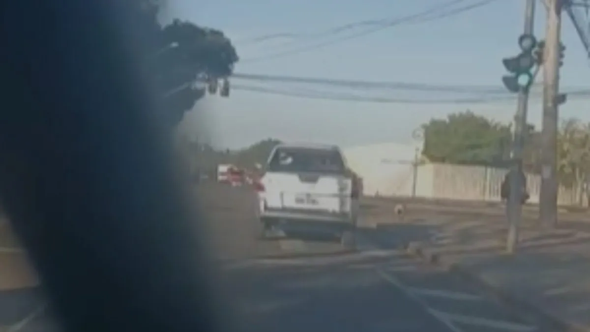 Cachorro abandonado em Curitiba