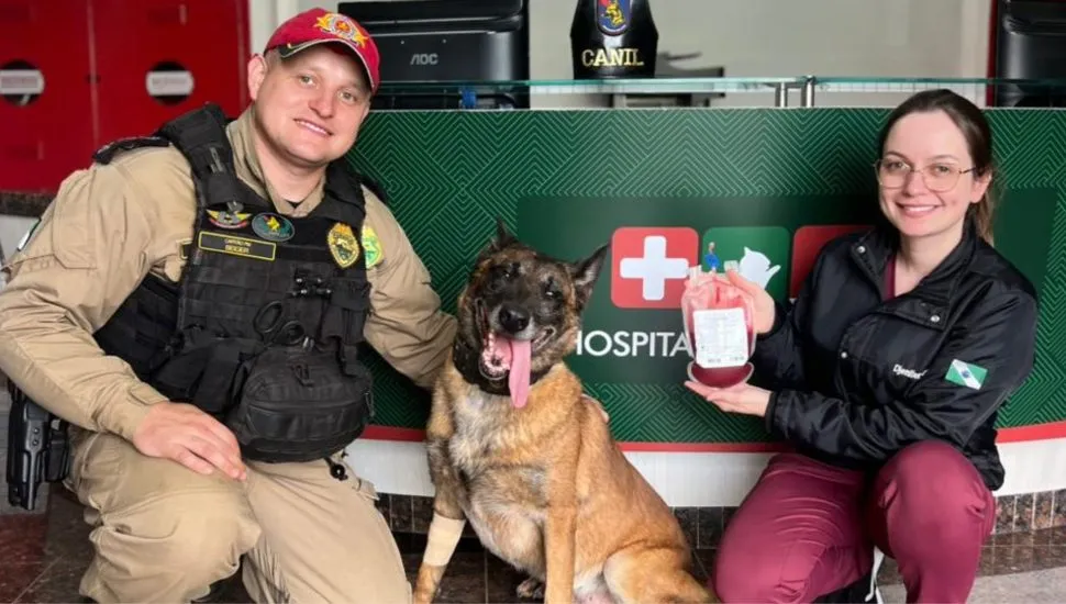 Doação de sangue de cão