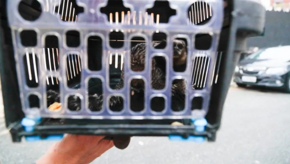 Macaco invade casa e é resgatado em Curitiba