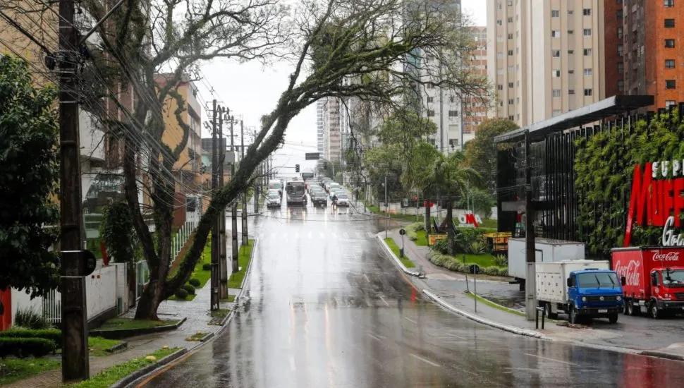 Árvore com risco de queda em Curitiba