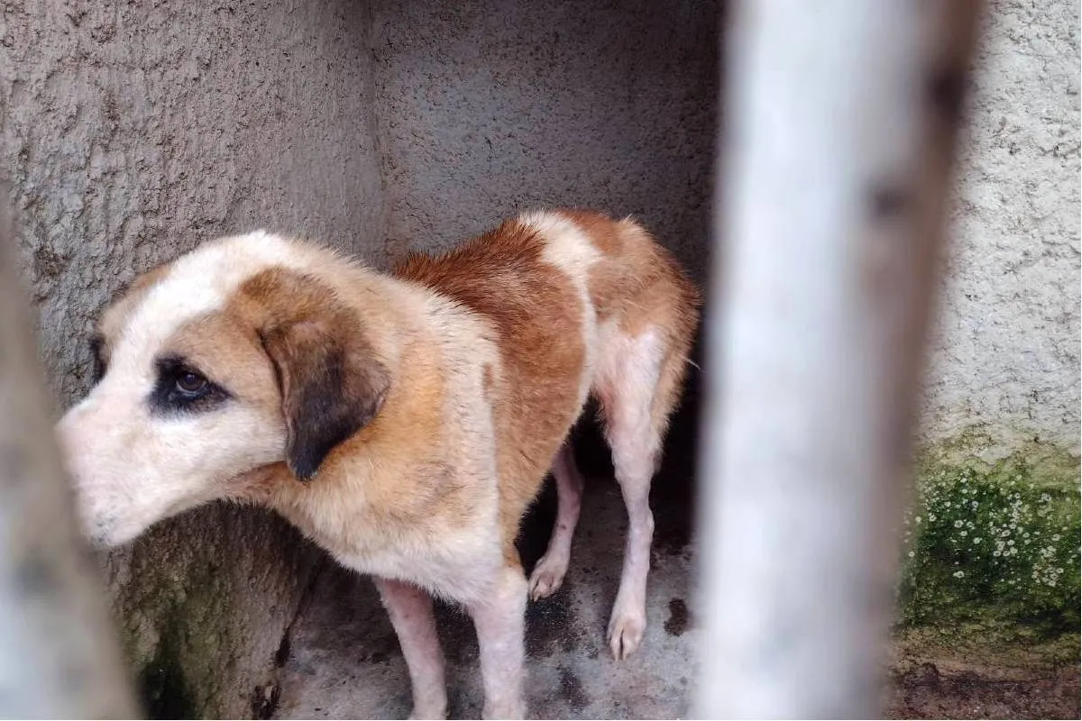 Cachorro vivia em condições insalubres no terreno em Curitiba