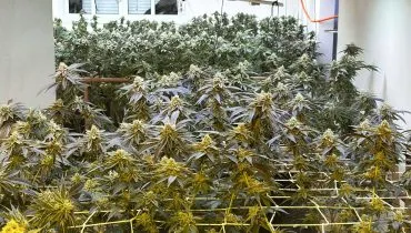 Imagem mostra pés de maconha em Curitiba