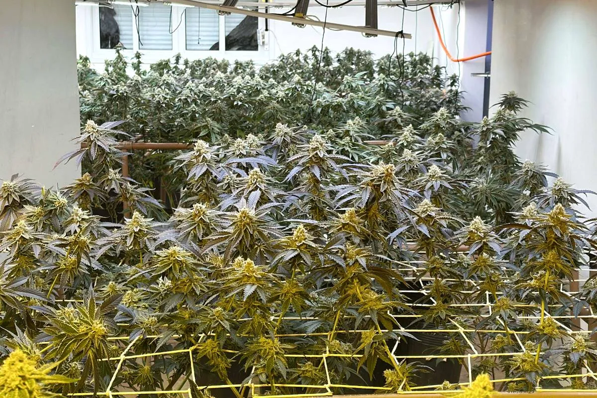 Imagem mostra pés de maconha em Curitiba