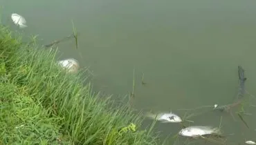 Imagem mostra peixes mortos no lago de um famoso parque de Curitiba.