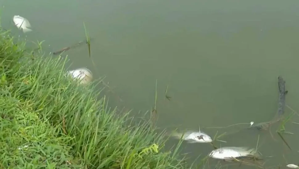 Imagem mostra peixes mortos no lago de um famoso parque de Curitiba.