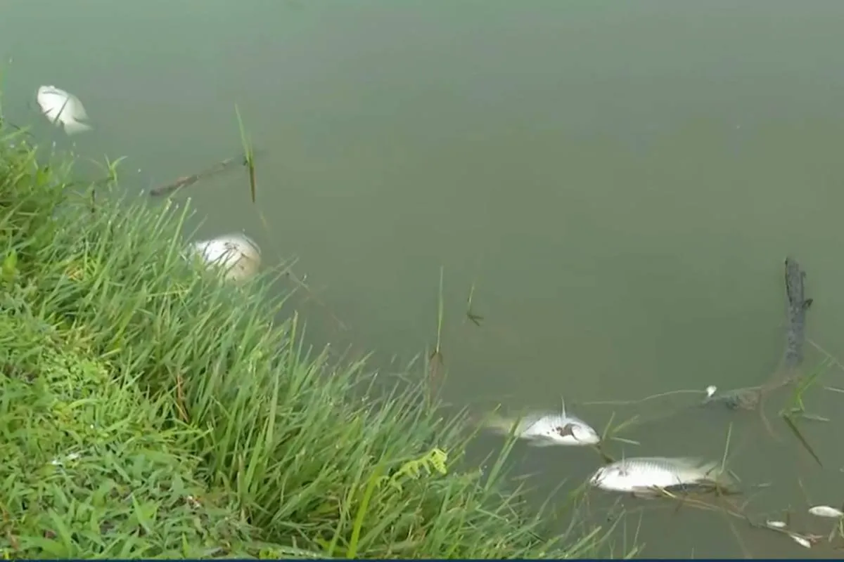 Imagem mostra peixes mortos no lago de um famoso parque de Curitiba.