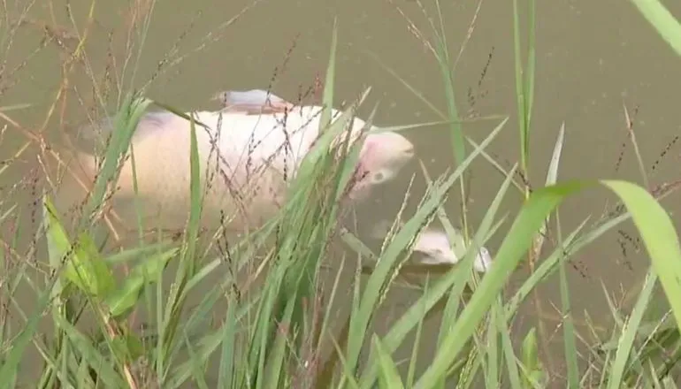 Imagem mostra peixes mortos no lago de um famoso parque de Curitiba.