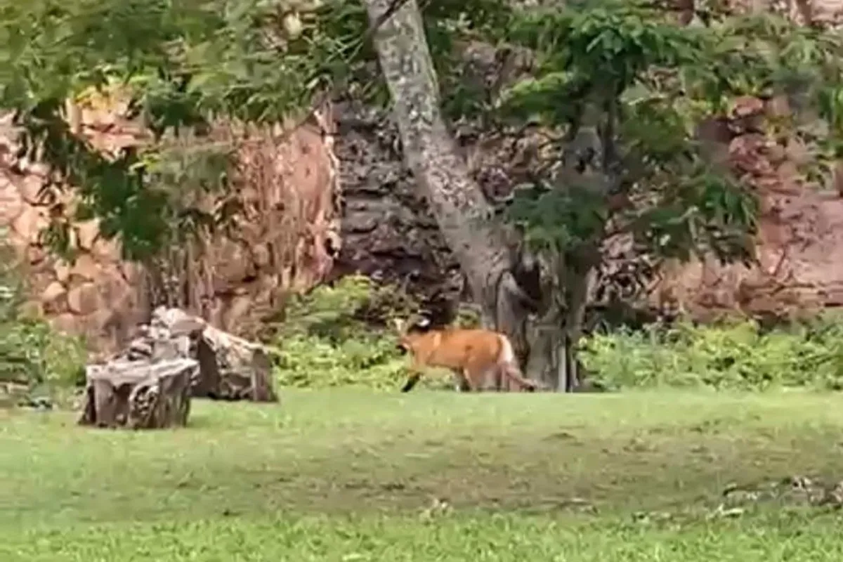 Lobo guará no Parque Vila Velha