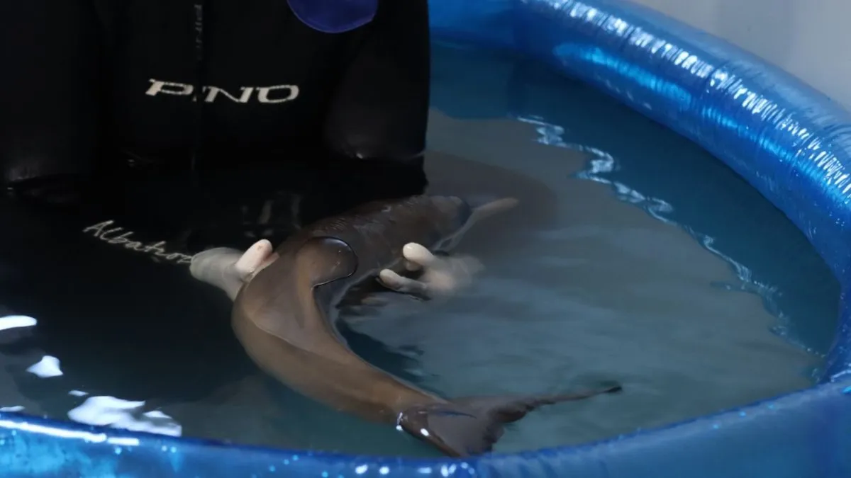 Toninha resgatada no litoral do Paraná