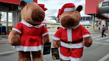 Capivaras gigantes no Aeroporto Afonso Pena.