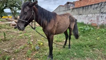 Cavalos em situação de maus-tratos são resgatados em São José dos Pinhais