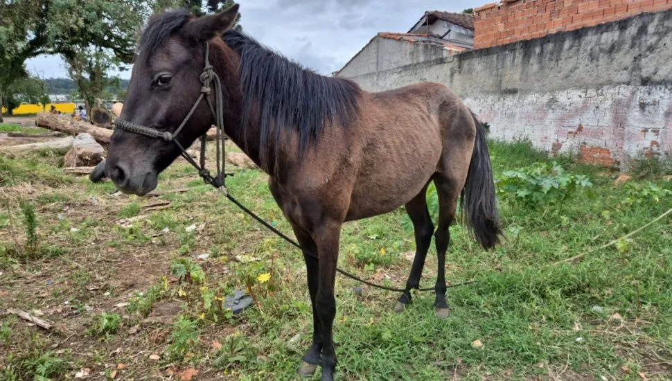 Cavalos em situação de maus-tratos são resgatados em São José dos Pinhais
