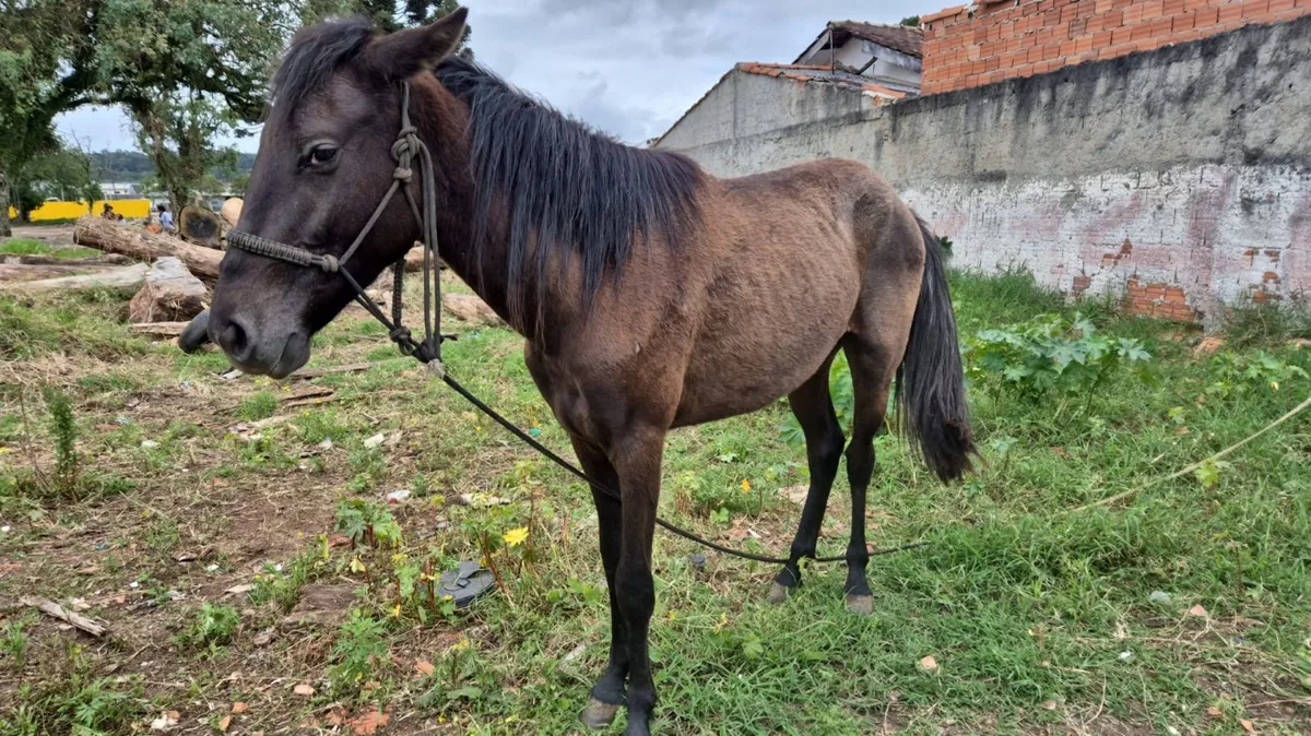 Cavalos em situação de maus-tratos são resgatados em São José dos Pinhais