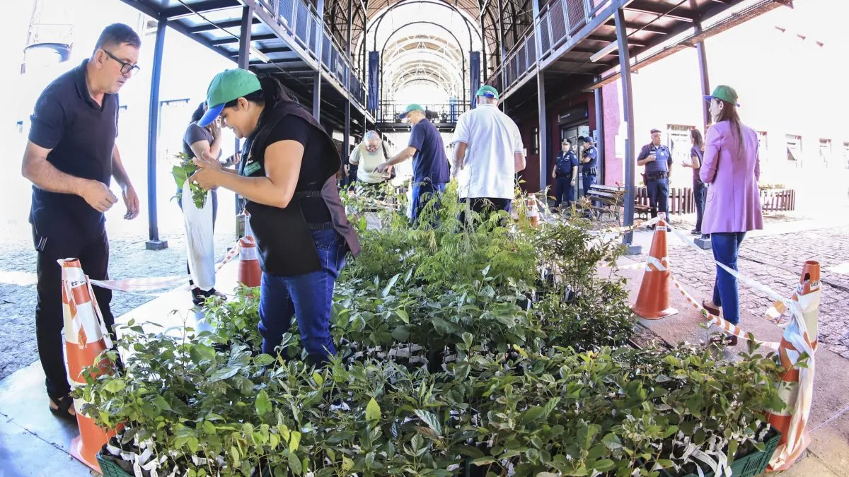 Distribuição mudas árvores em Curitiba