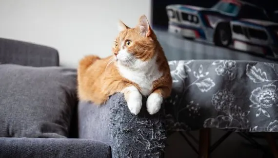 Seu gato arranha os móveis? Veja 7 explicações para esse comportamento 