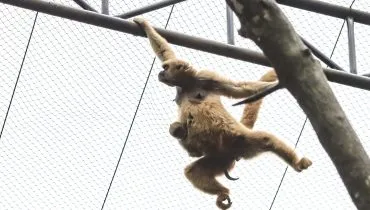 macacos Muriqui-do-Sul no zoológico de Curitiba