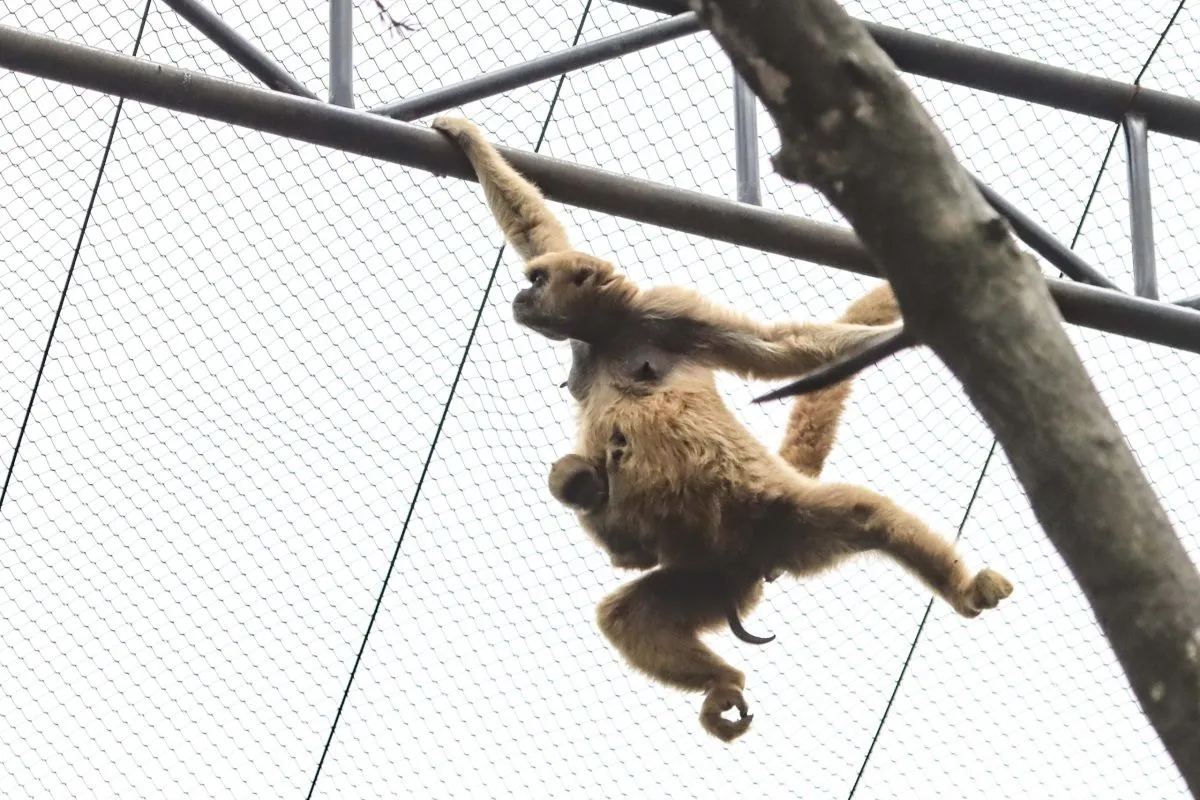 macacos Muriqui-do-Sul no zoológico de Curitiba