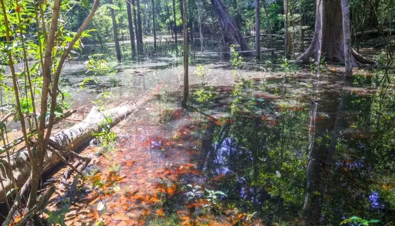 Dinossauros na Amazônia? Sim, pesquisadores descobrem um novo capítulo da história