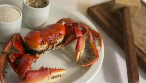 Temporada do caranguejo começa em breve no Paraná; veja quando comprar (e vender)