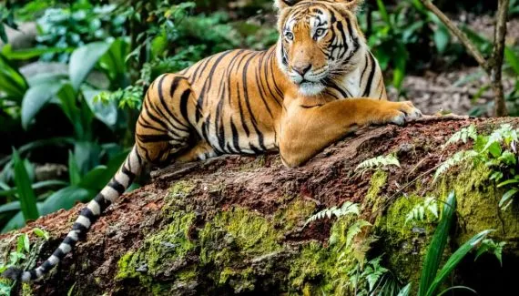 Maiores felinos do mundo: 8 curiosidades sobre os tigres