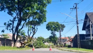 Imagem mostra uma árvore caída em uma rua de Curitiba com céu azul.