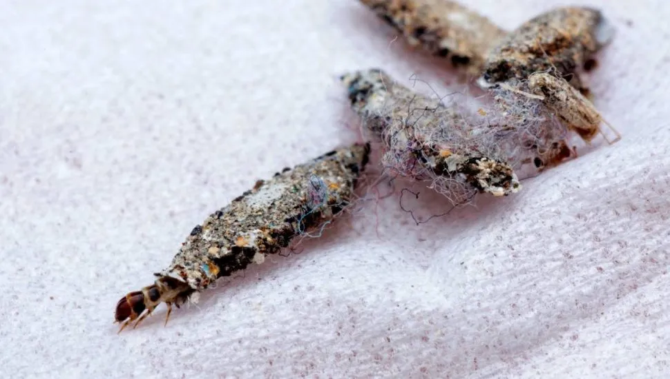 Imagem mostra uma traça em cima de um pano branco.