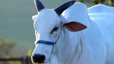 Cantor sertanejo arremata vaca mais cara do mundo em leilão no Paraná