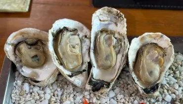 Paraná investe R$ 3 milhões em laboratório de sementes de ostra cultivada no Litoral