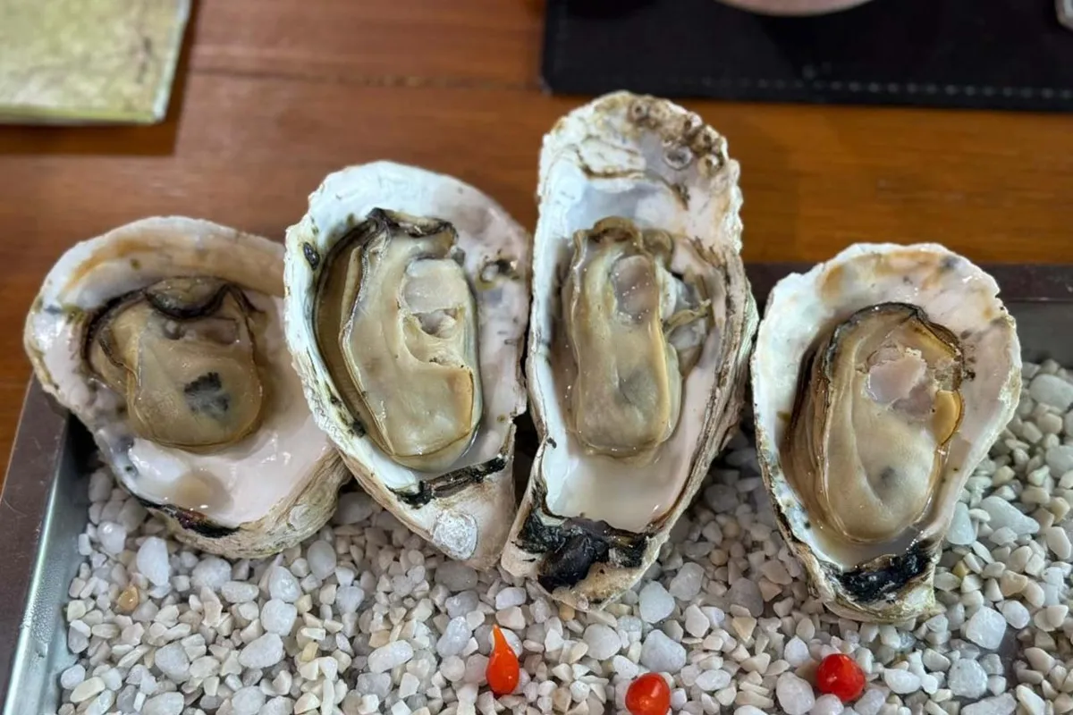 Paraná investe R$ 3 milhões em laboratório de sementes de ostra cultivada no Litoral