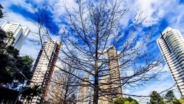 Imagem mostra uma árvore seca, sem folhas, com um céu azul entre nuvens e prédios de Curitiba ao fundo.