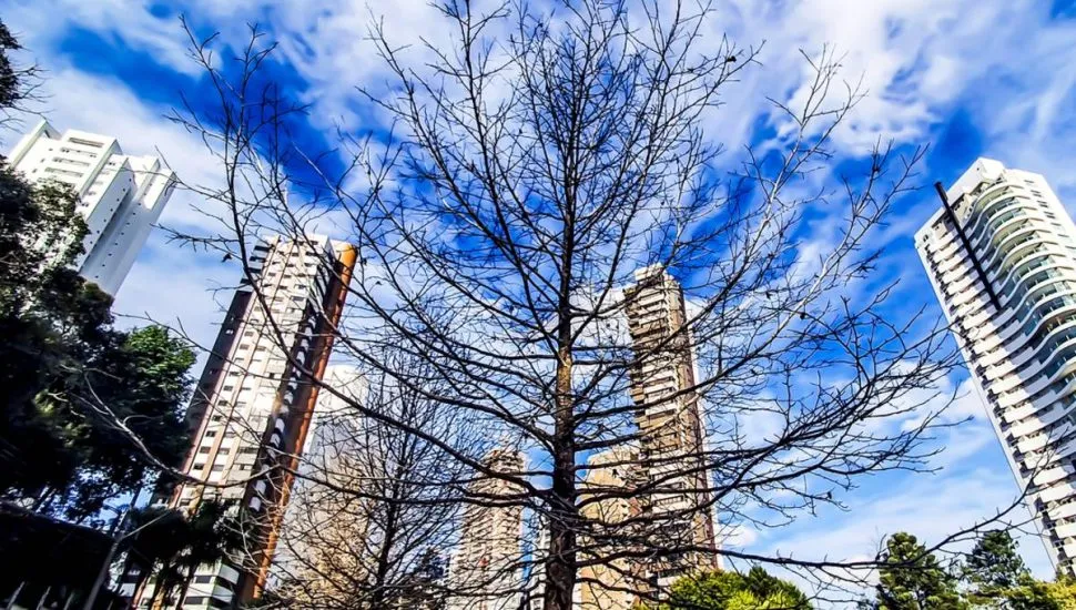 Imagem mostra uma árvore seca, sem folhas, com um céu azul entre nuvens e prédios de Curitiba ao fundo.