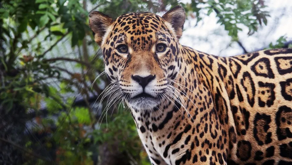 Zoo de Curitiba ganha novo morador: macho de onça-pintada recomendado por especialistas