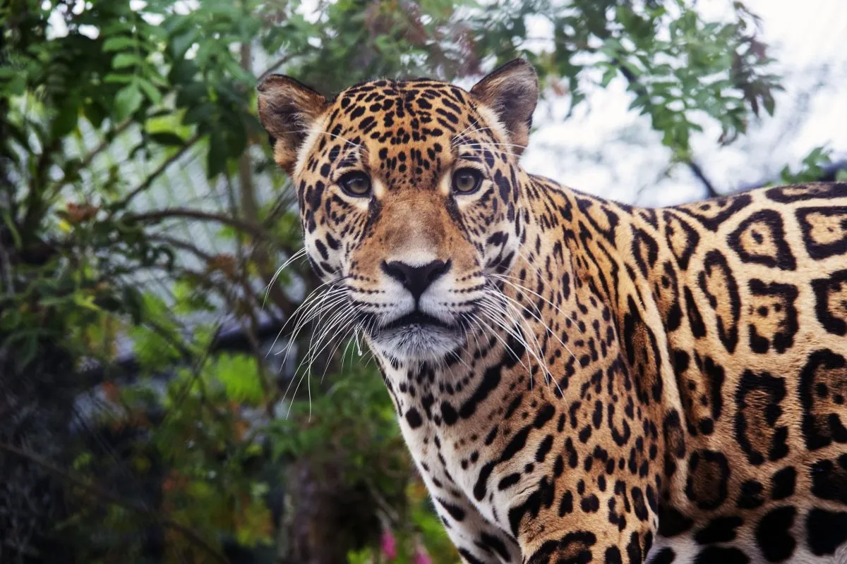 Zoo de Curitiba ganha novo morador: macho de onça-pintada recomendado por especialistas
