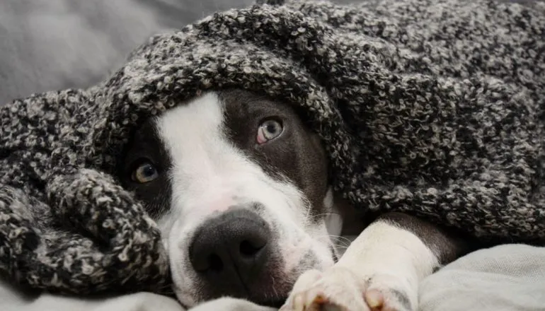 Pets poderão ser enterrados em jazigos de seus tutores no Paraná, prevê projeto