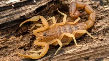 Imagem mostra um escorpião em uma madeira seca.