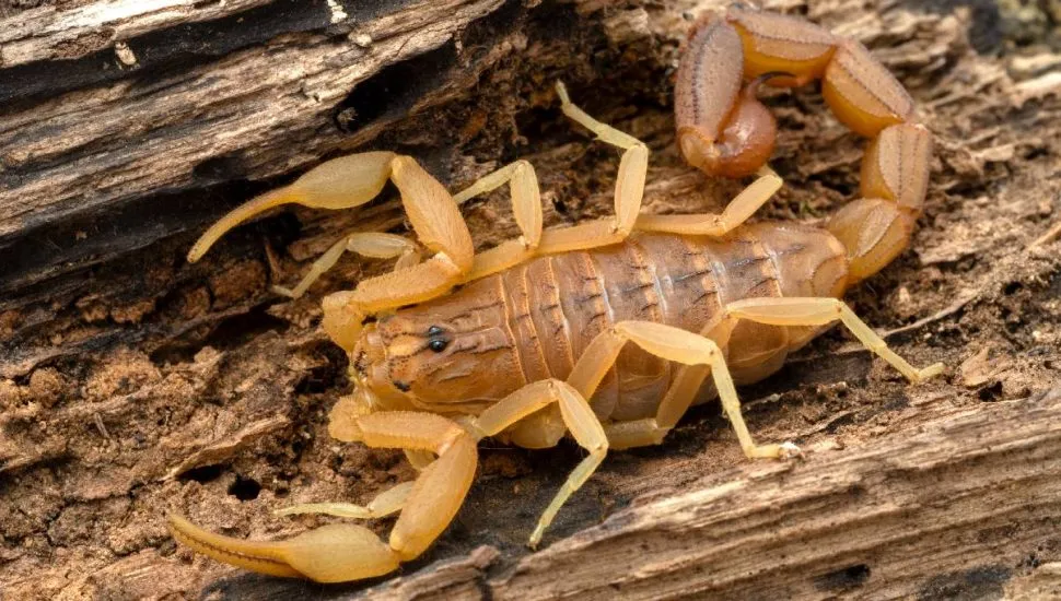 Imagem mostra um escorpião em uma madeira seca.