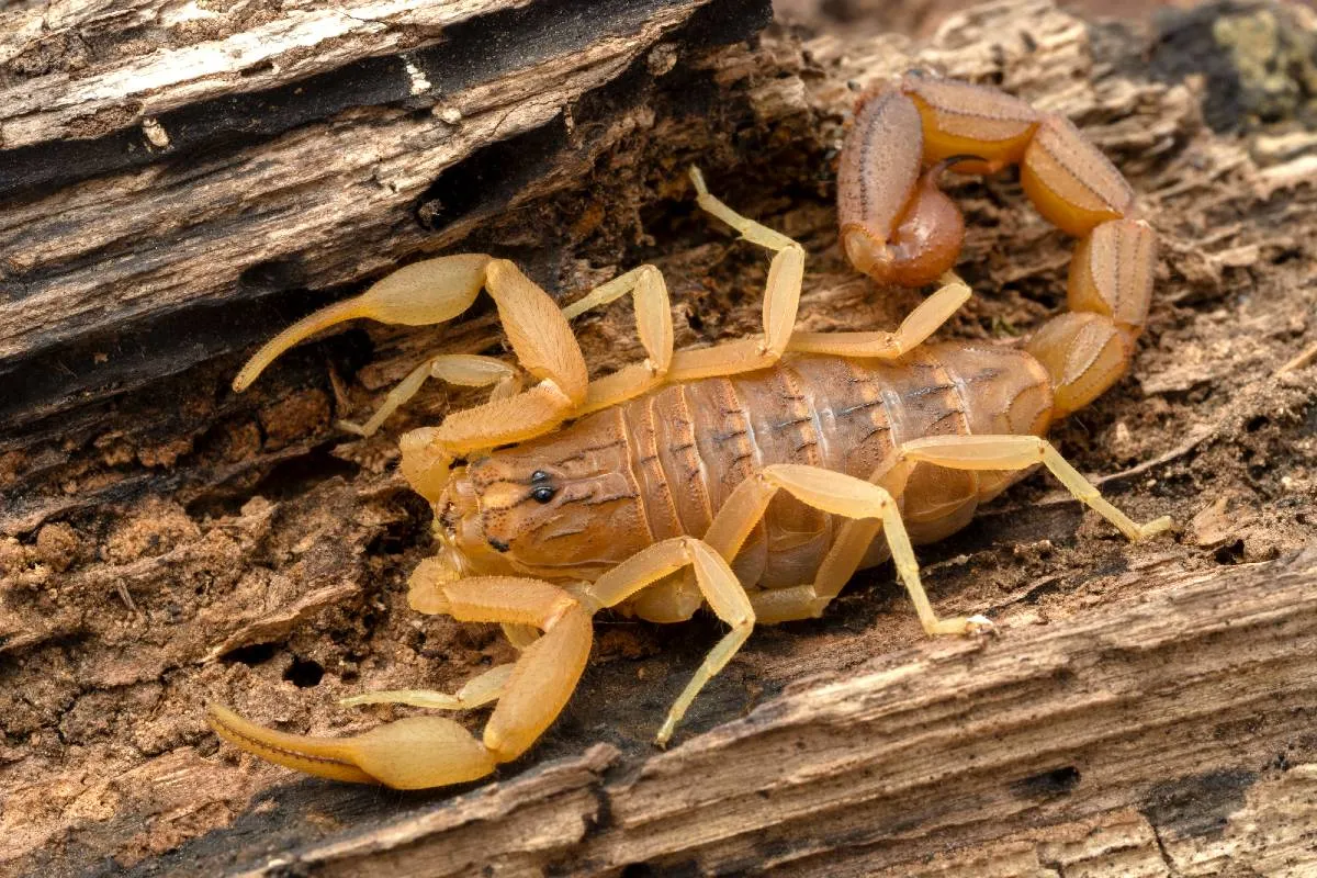 Imagem mostra um escorpião em uma madeira seca.