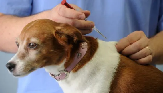 Curitiba realiza mutirão gratuito de microchipagem de animais na próxima semana