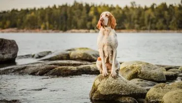 Não é só o Cane Corso: 7 raças de cachorros italianos surpreendentes