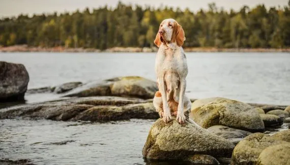 Não é só o Cane Corso: 7 raças de cachorros italianos surpreendentes