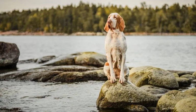 Não é só o Cane Corso: 7 raças de cachorros italianos surpreendentes