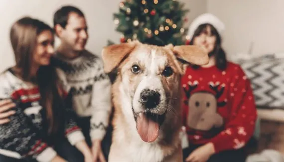 8 dicas para preparar o pet para receber visitas no Natal 