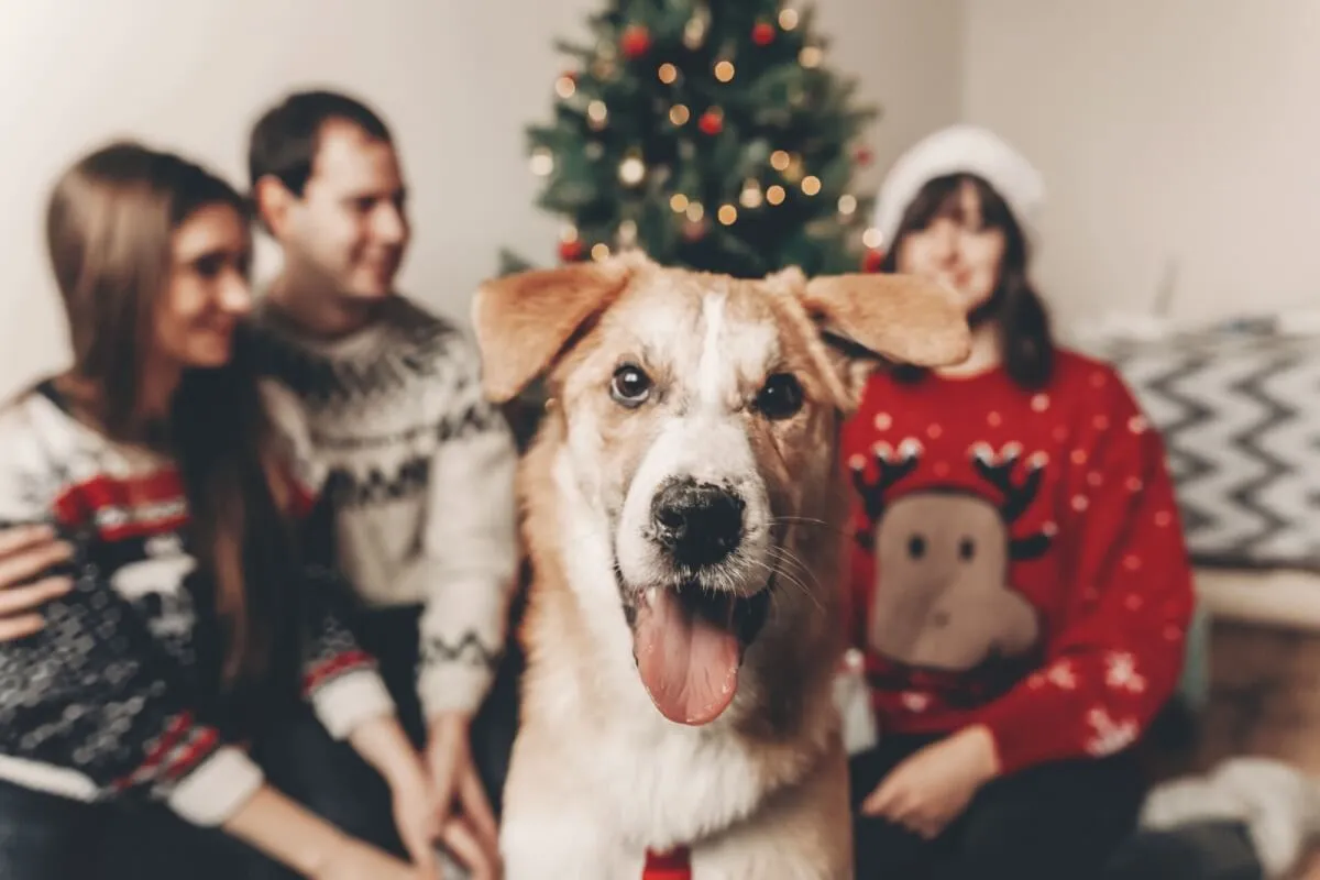 8 dicas para que o seu cachorro se dê bem com as visitas no Natal