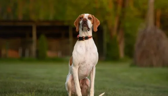 4 características do cachorro da raça pointer inglês 