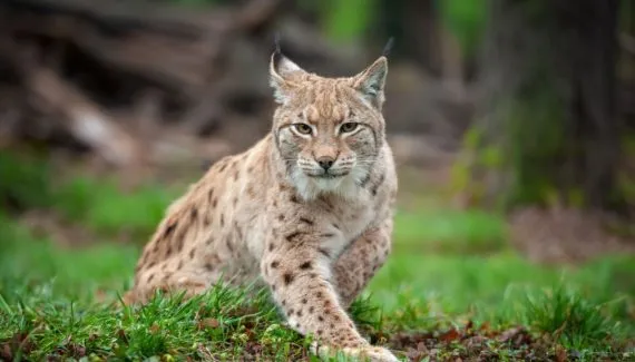 Bichanos parecidos: 10 semelhanças entre gatos domésticos e felinos selvagens 