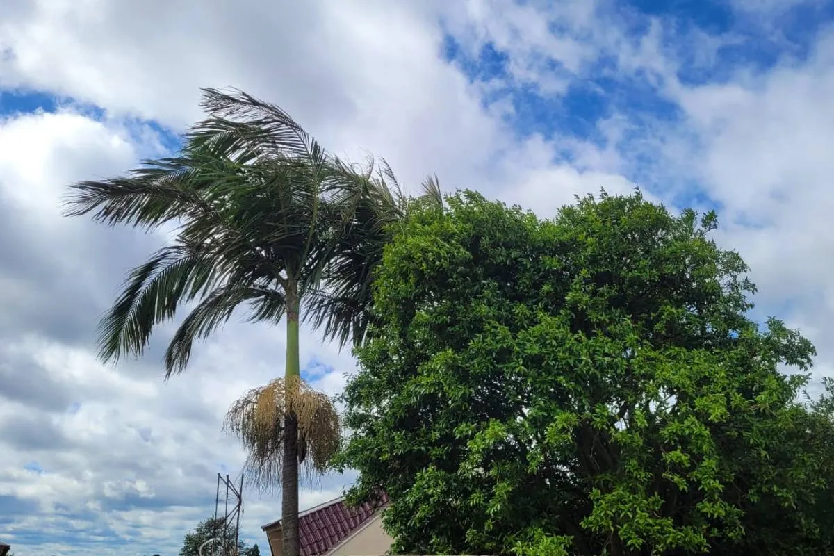 Imagem mostra árvores deitadas pelo vento em um céu azul com nuvens.