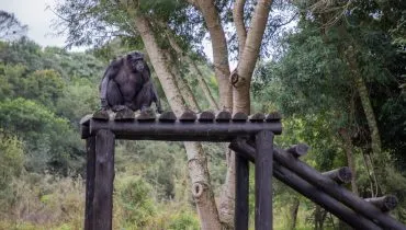 Chimpanzé Pipo morre aos 52 anos no Zoológico de Curitiba
