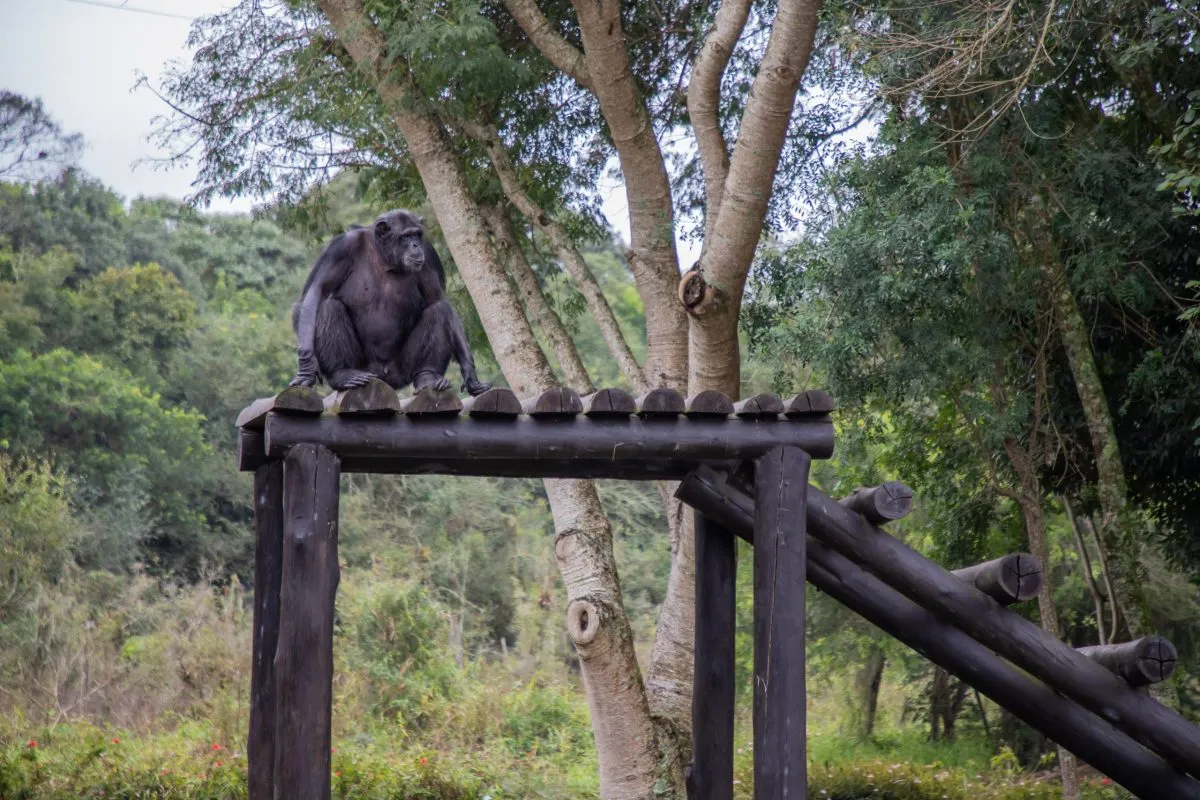 Equipes do Zoológico de Curitiba lamentam a morte do chimpanzé Pipo