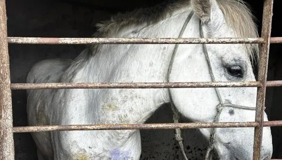 Cavalo é resgatado com ferida aberta na RMC; homem é preso por maus-tratos